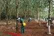 Gặp khó vì nắng hạn mưa nhiều